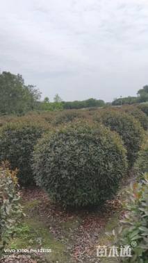 冠幅15厘米金禾女贞球