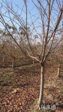 12公分染井吉野樱