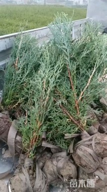 高度30厘米侧柏