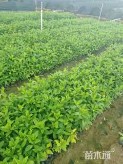 高度20厘米软枝黄蝉