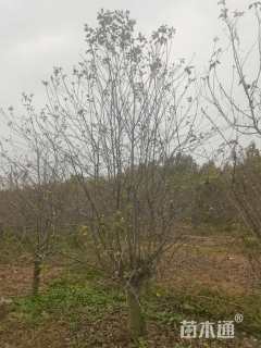 15公分八棱海棠