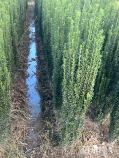 高度150厘米直立冬青