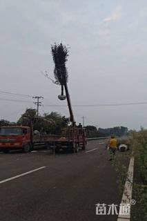 12公分垂丝海棠