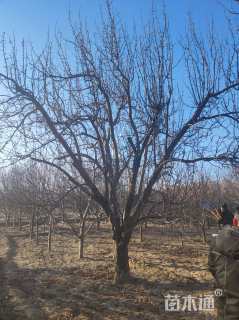 40公分八棱海棠