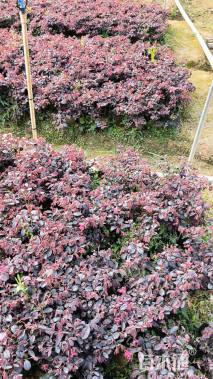 高度25厘米红花继木小苗