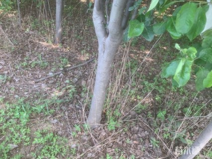 80公分西府海棠