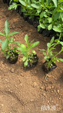 高度15厘米马鞭草