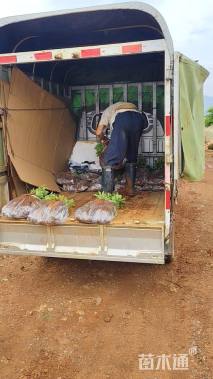 高度30厘米石榴