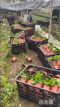 高度10厘米大吴风草