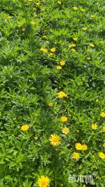 高度20厘米木春菊