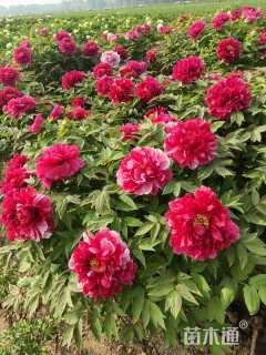 高度100厘米牡丹