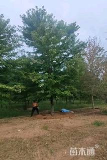 10公分美国红枫