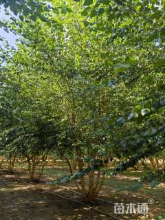 高度500厘米丛生白桦