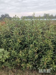 高度180厘米法国冬青