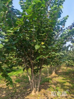 高度400厘米丛生紫荆