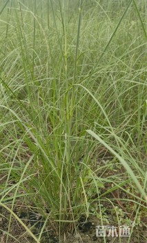 高度70厘米细茎针茅