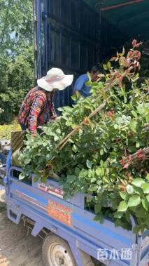 120厘米藤本月季