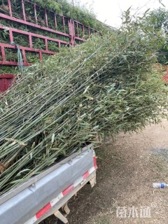 地栽苗刚竹