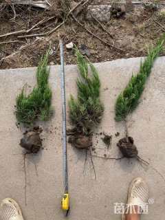 高度25厘米小龙柏