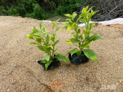 高度25厘米金边假连翘