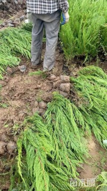 高度40厘米小龙柏