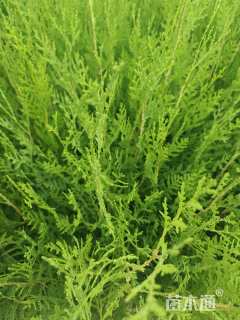 高度40厘米侧柏