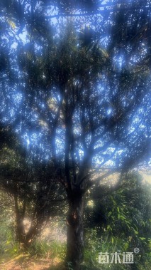 18.22公分罗汉松