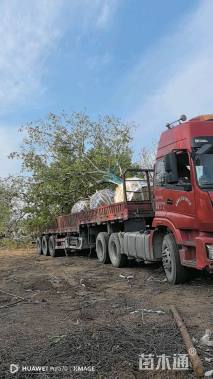 70公分多杆朴树