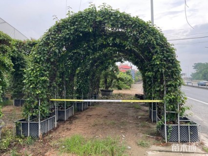 高度300厘米三角梅