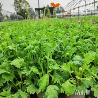 高度35厘米虞美人