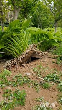 高度30厘米玉簪