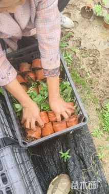 高度15厘米落新妇