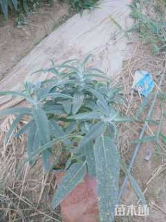 高度15厘米墨西哥鼠尾草