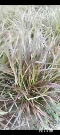 高度10厘米紫叶狼尾草