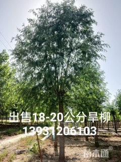 保定旱柳价格
