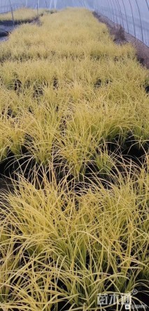 高度15厘米苔草