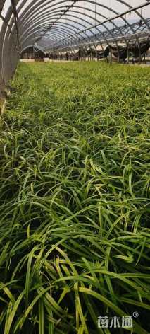 高度25厘米萱草