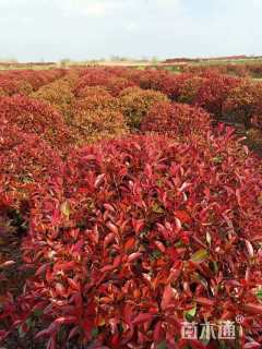 冠幅100厘米红叶石楠球