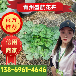 高度10厘米矾根