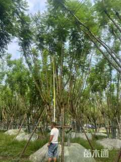 12公分(5杆)丛生蓝花楹