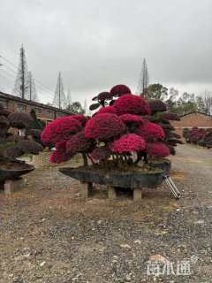 高度180厘米造型红花继木桩