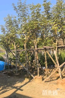 10公分黄花风铃木