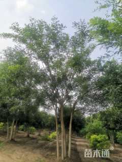 高度6厘米丛生国槐