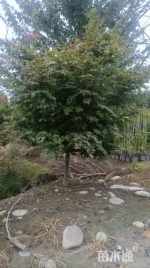 4公分日本红枫