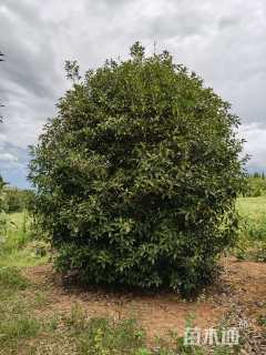 高度350厘米丛生桂花