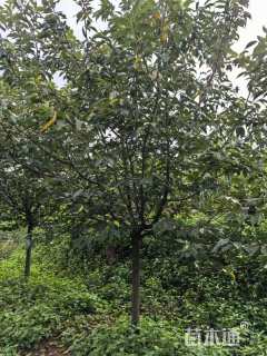 6公分染井吉野樱