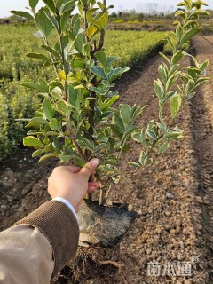 高度50厘米金边黄杨