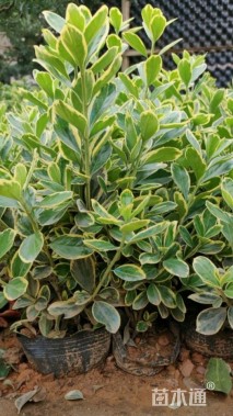 高度20厘米金边黄杨