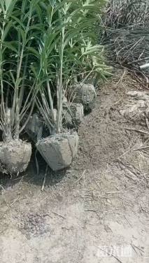 高度120厘米夹竹桃