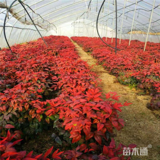 高度50厘米南天竹小苗